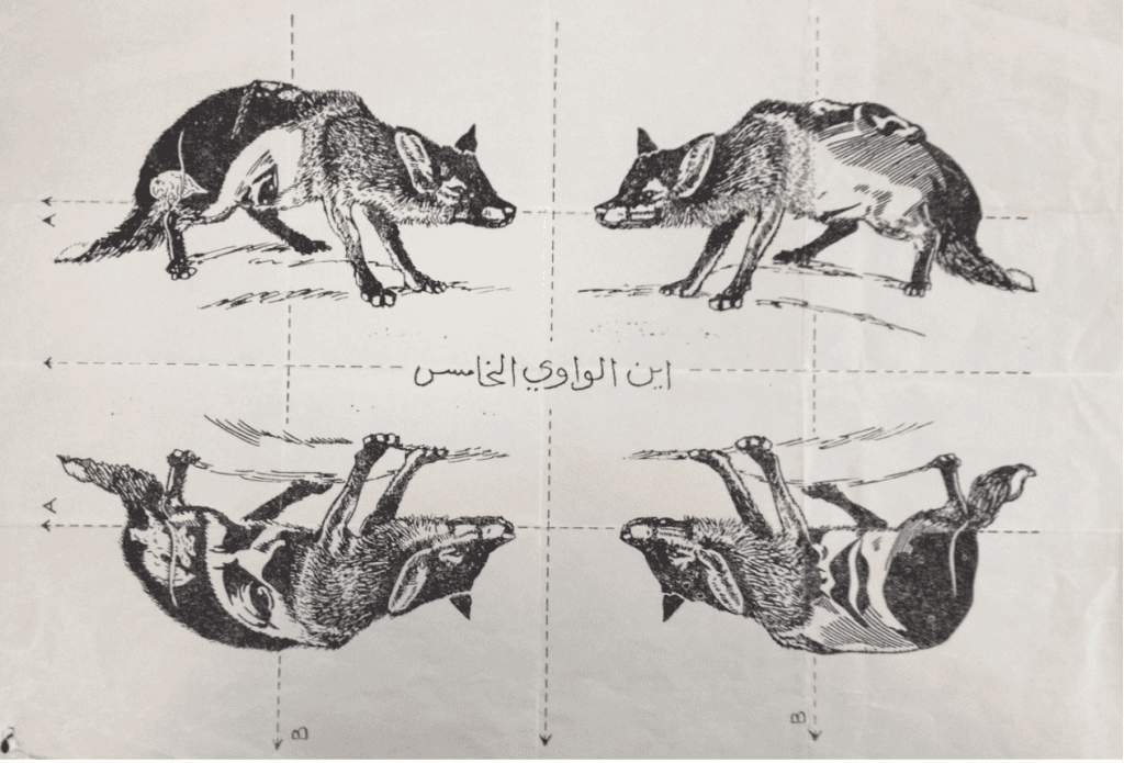 Picture of 4 pigs that when folded along the dotted lines show an image of Mussolini.