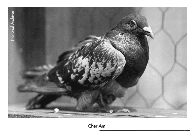 Feathers of Honor: Pigeons in WW1 - PatCosta.com